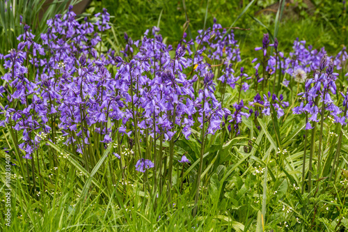 Blue flowers blooming in spring garden