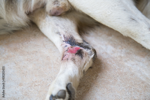 Lesion on leg of dog.