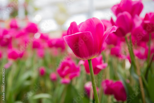 Red tulip in field. © Winyou