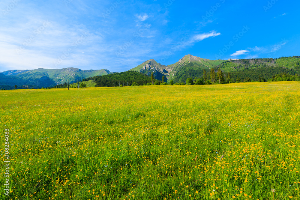 A view of beautiful green meadow and lake in summer landscape of Tatra Mountains, Slovakia