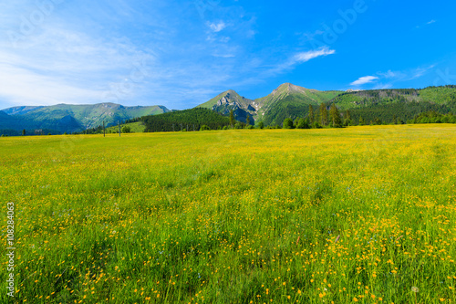 A view of beautiful green meadow and lake in summer landscape of Tatra Mountains  Slovakia