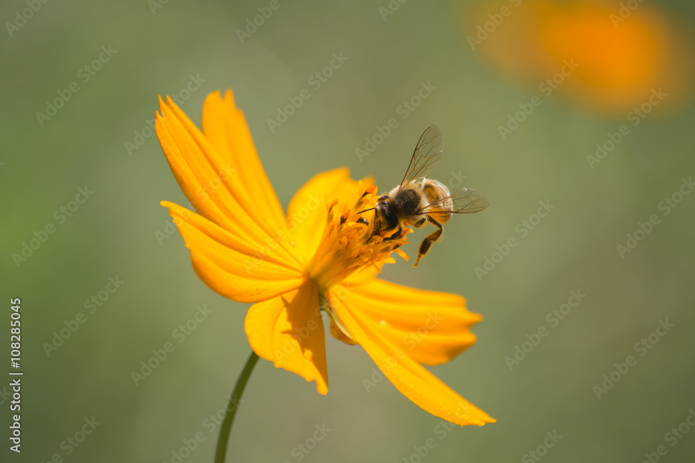 La abeja se pasea por el polen de la Margarita. La abeja se pasea por el polen de la Margarita.