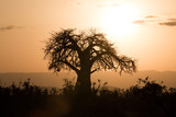huge baobab tree in Tanzania, sunset