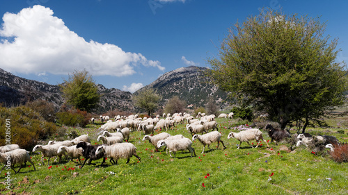 Schafherde auf Omalos in Westkreta