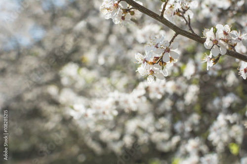 Wild cherry blossom on sunny spring day - background with bokeh blurs. 