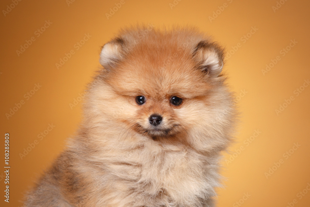 Pomeranian puppy on a colored background