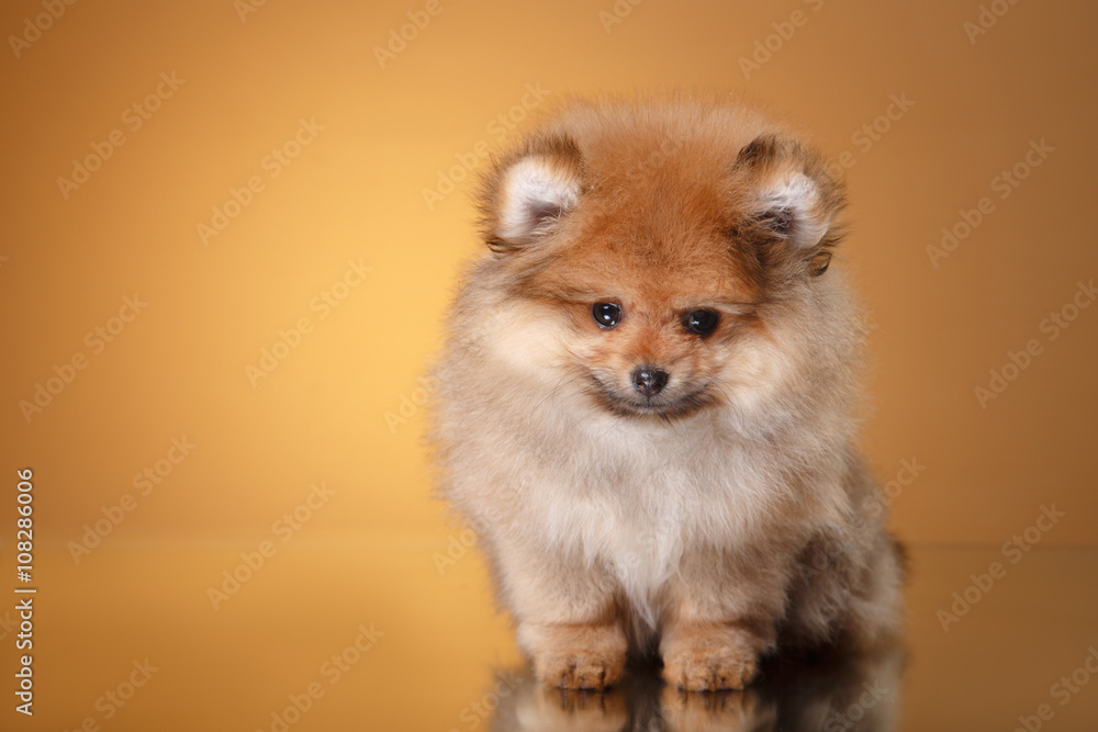 Obraz premium Pomeranian puppy on a colored background