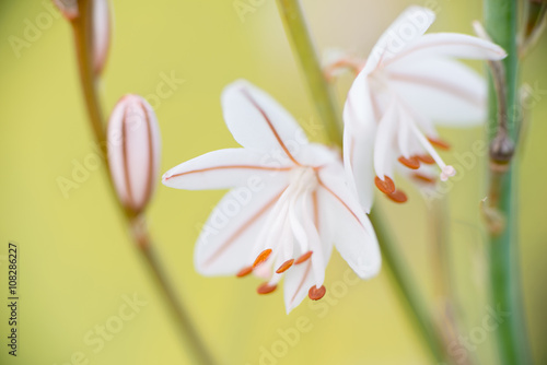 Detail flower Asphodelus photo