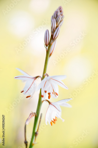 Detail flower Asphodelus