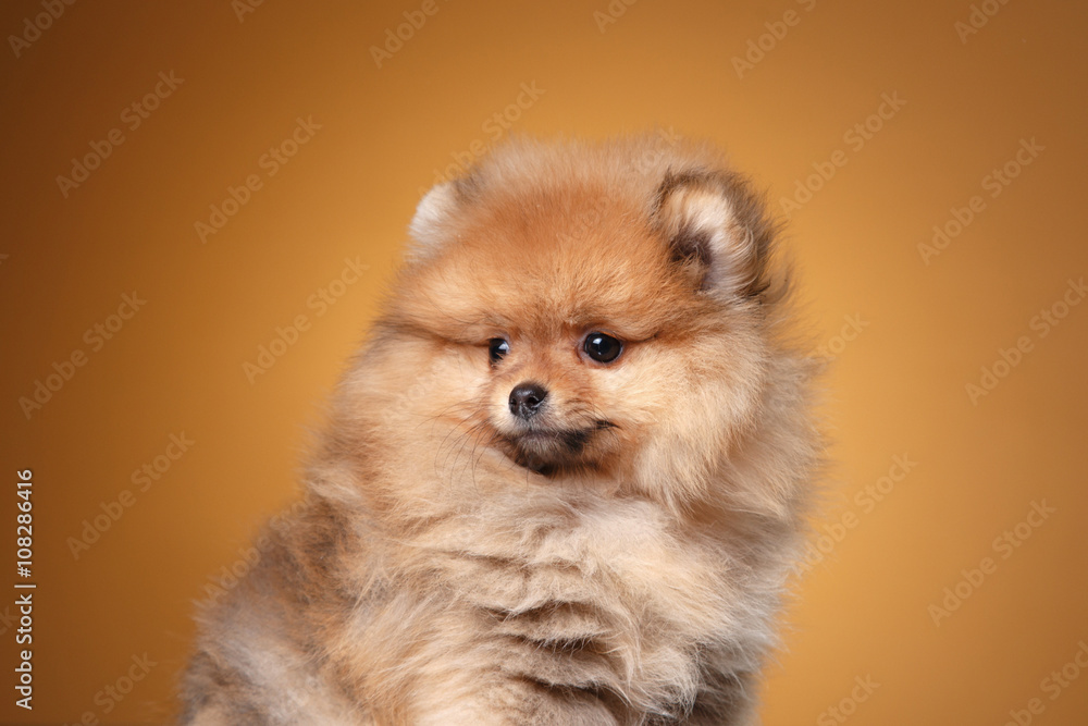 Pomeranian puppy on a colored background Pomeranian puppy on a colored background