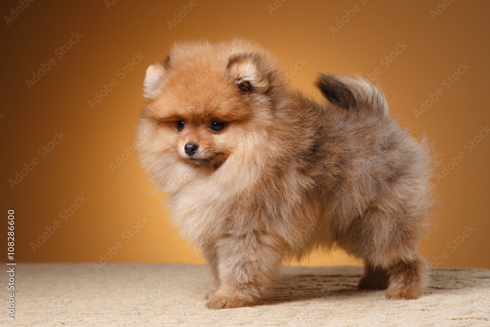 Pomeranian puppy on a colored background Pomeranian puppy on a colored background