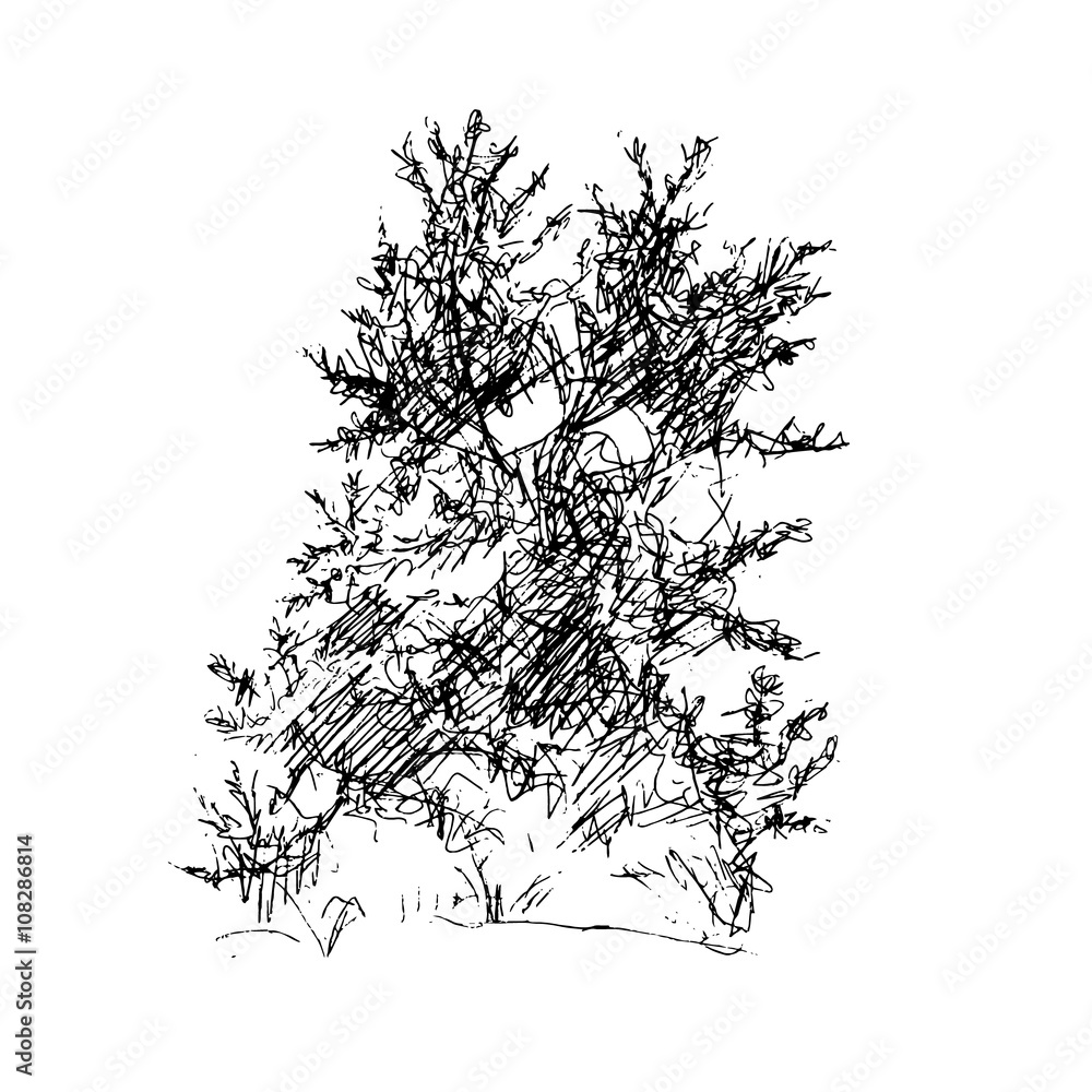 Fototapeta premium deciduous tree, graphic design sketch pen ink