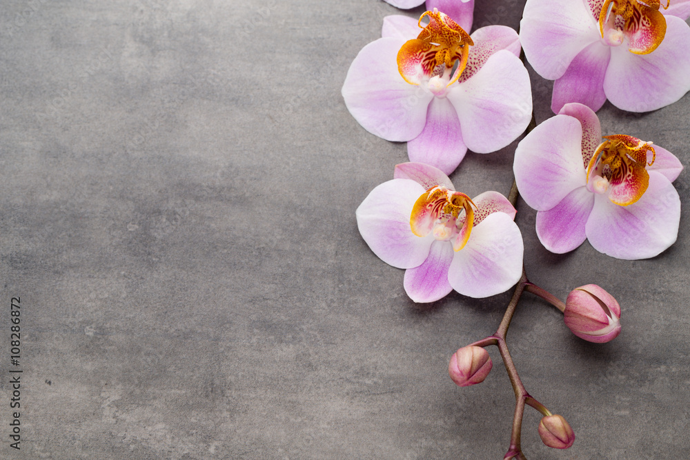 Spa orchid theme objects on grey background. Spa orchid theme objects on grey background.
