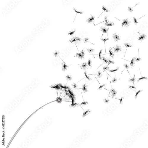 white dandelion seeds, nature, vector
