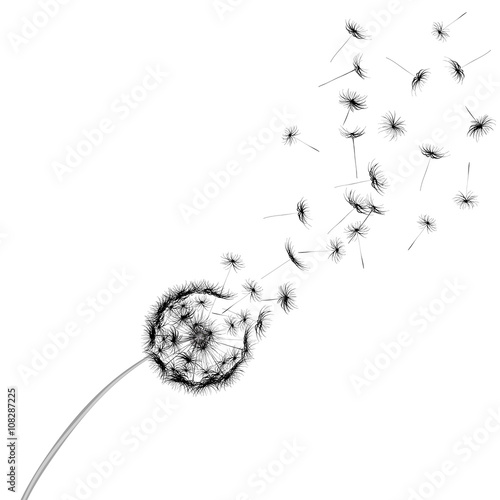white dandelion seeds, nature, vector