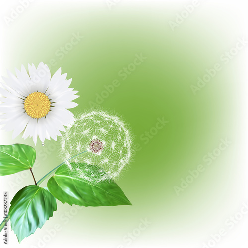 white dandelion seeds, nature, vector