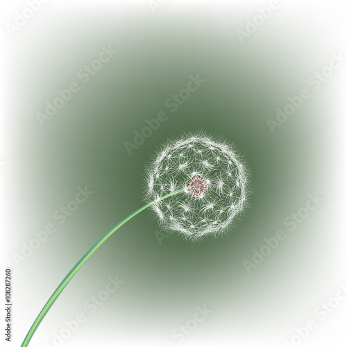 white dandelion seeds, nature, vector