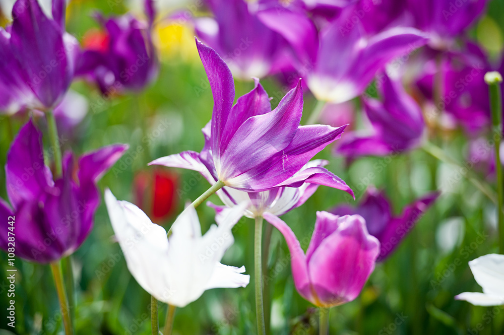 Tulips in garden in sunny day. Spring flowers. Gardening
Tulips in garden in sunny day. Spring flowers. Gardening