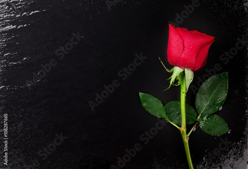 Red rose over black stone