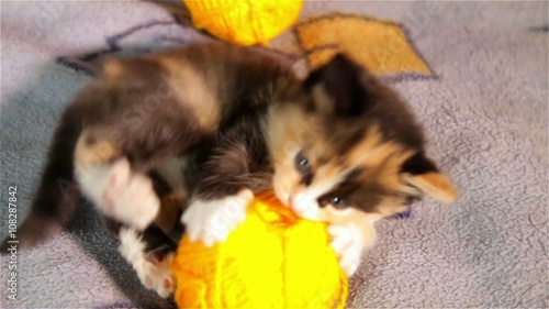 Little kitten playing with ball of red thread