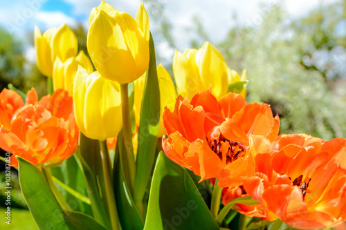 Fototapeta Naklejka Na Ścianę i Meble -  Yellow and orange tulips