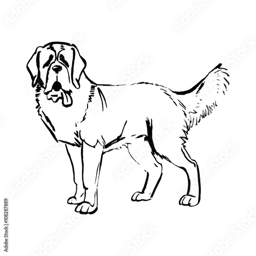 dog vecto