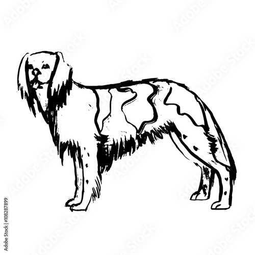 dog vecto