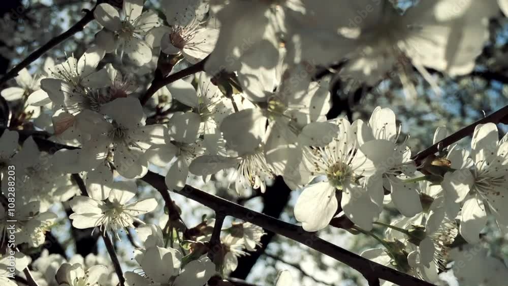 White flowers of pear tree blossom natural background in broad daylight with sun highlight though branches White flowers of pear tree blossom natural background in broad daylight with sun highlight though branches