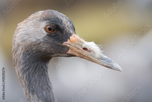 Common crane photo