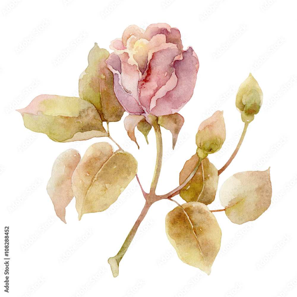 Fototapeta premium Single pink rose on white background