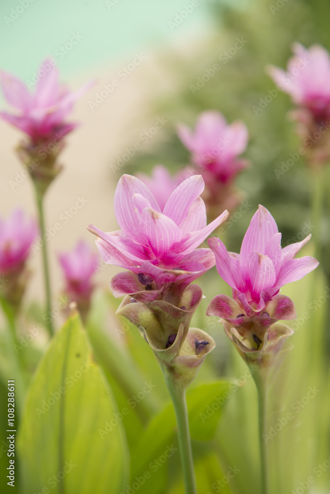 Obraz premium Garden tulips colorful background texture