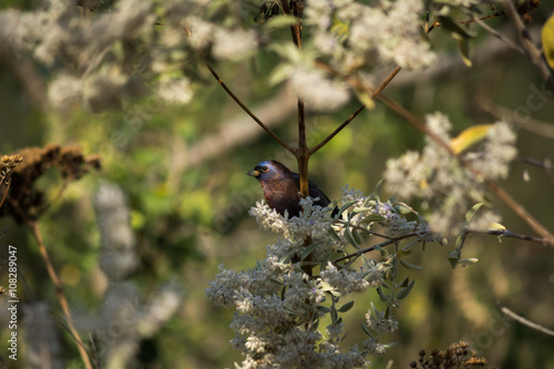 El pájaro se asoma por dentro de la flor blanca para luego seguir comiendo. © jesuschurion57