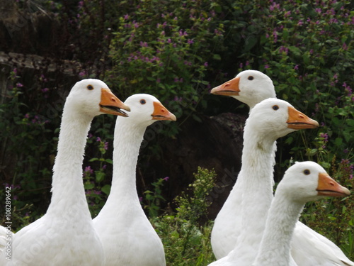 Fotografie, Tablou geese on green field
