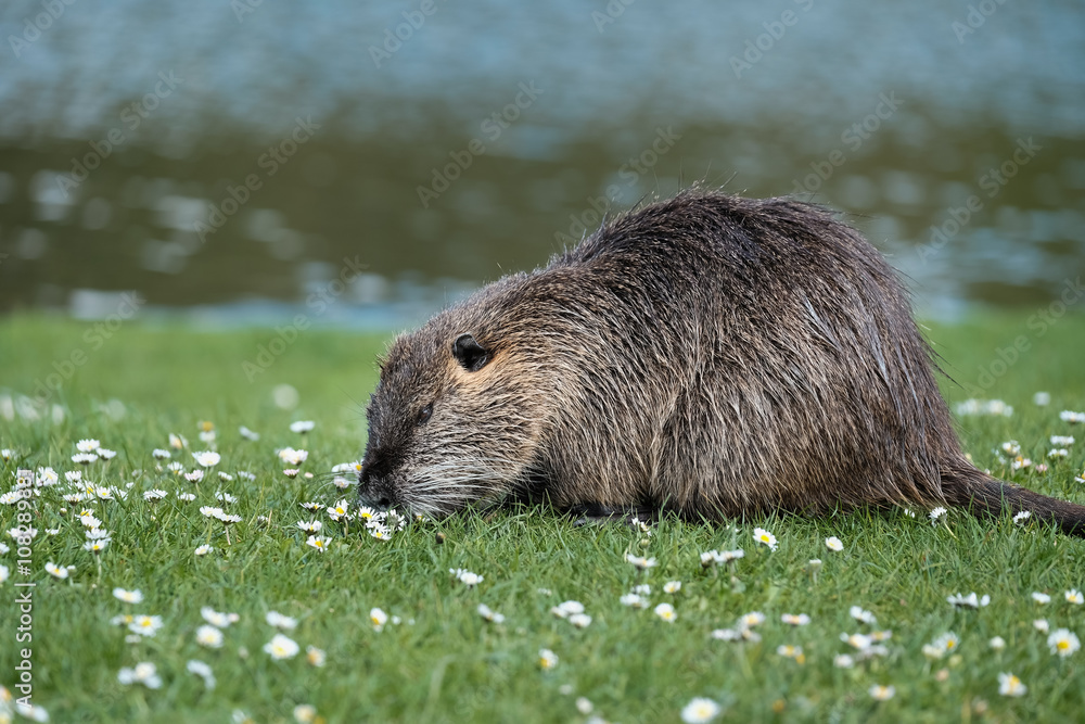 Rat gondin étang mammifère herbivore lac berge dent rongeur Rat gondin étang mammifère herbivore lac berge dent rongeur