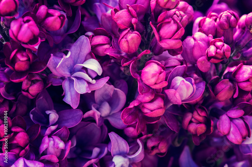 Fototapeta Naklejka Na Ścianę i Meble -  Lilac flowers background