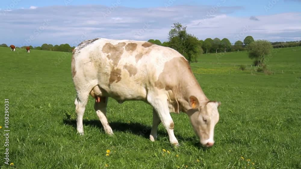 Cows on the field in the Luxembourg countryside. Cows on the field in the Luxembourg countryside.