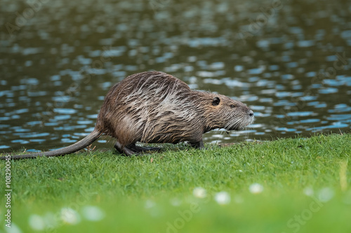 Φωτογραφία Rat gondin étang mammifère  herbivore lac berge dent rongeur