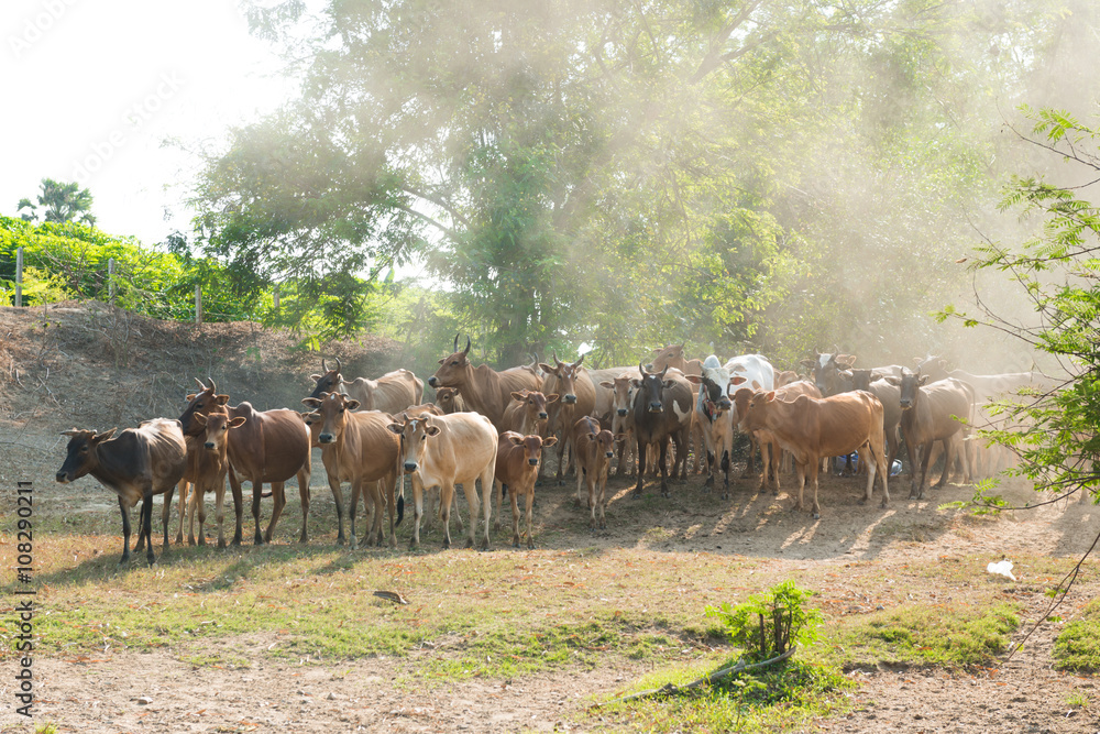 Obraz premium brown cow