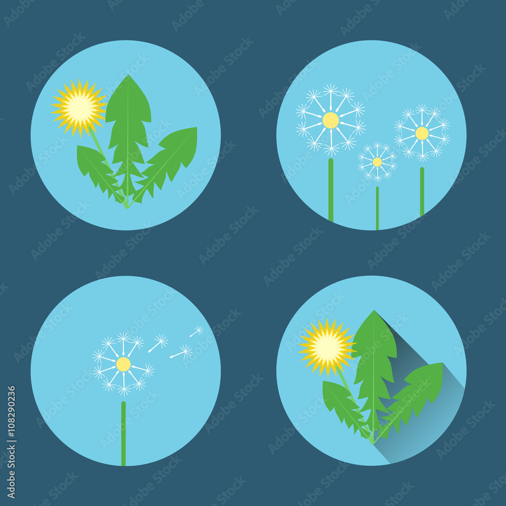 Set of four pictures of blooming dandelion with green leaves and seed-parachutes. Illustration in a flat style. The modern design, vector.