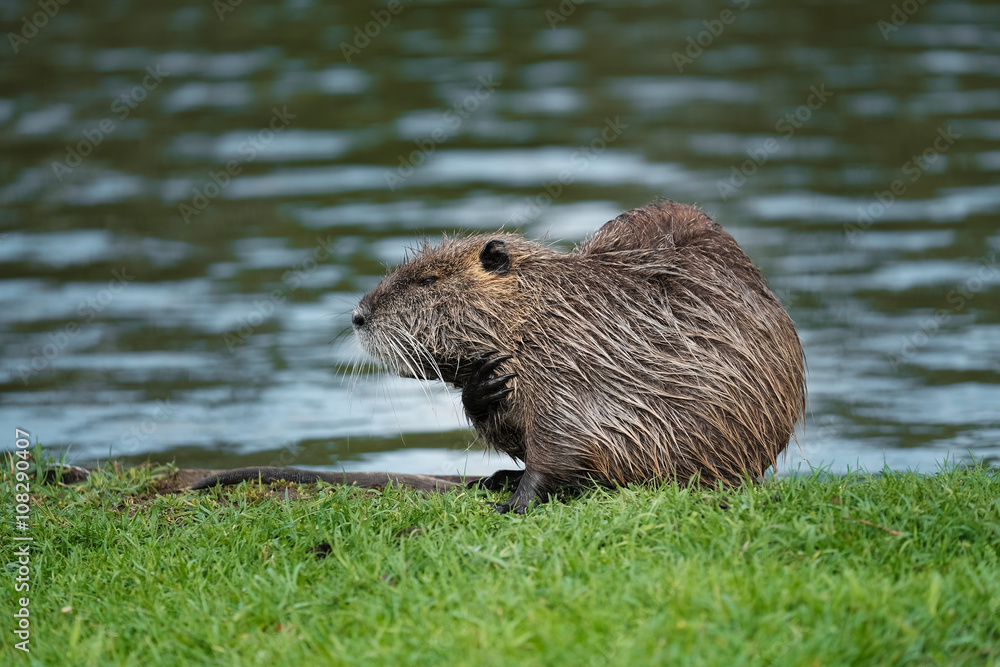 Rat gondin étang mammifère herbivore lac berge dent rongeur Rat gondin étang mammifère herbivore lac berge dent rongeur