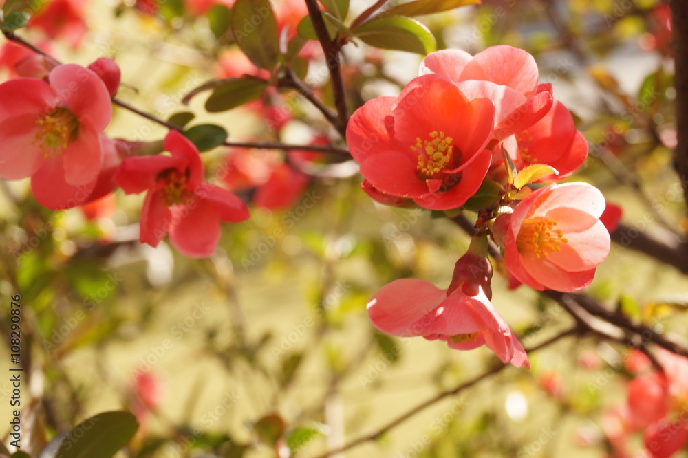 Spring branch with red flowers Spring branch with red flowers