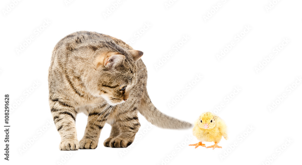 Obraz premium Cat Scottish Straight and chick