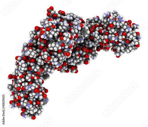 CD4 surface protein.  photo