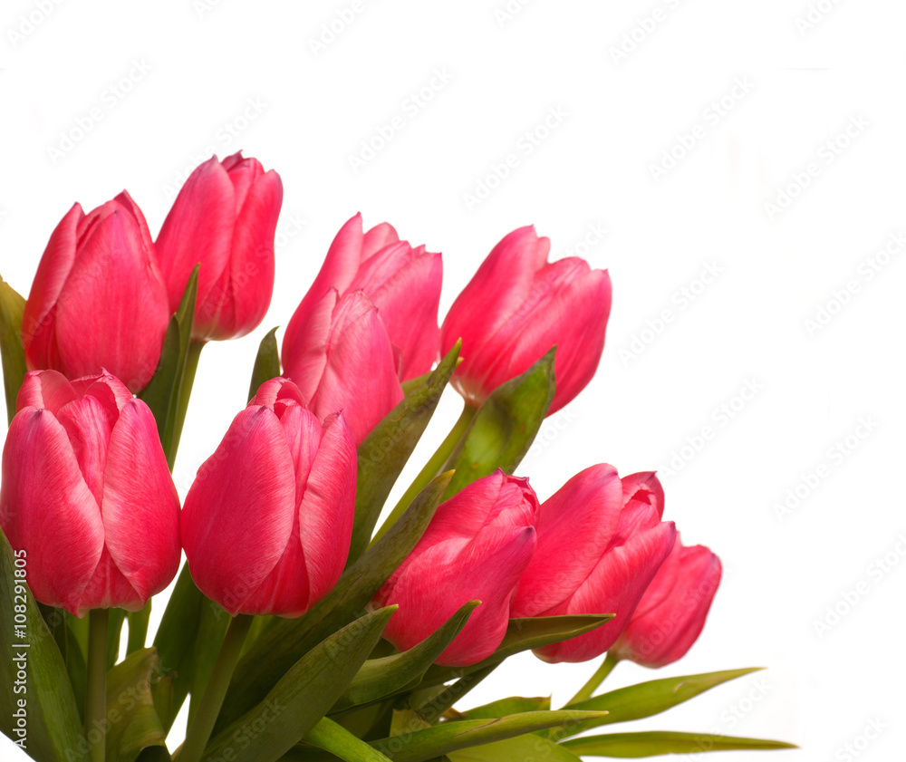 Pink tulips on white Pink tulips on white