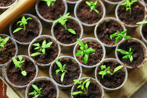 The seedlings closeup.