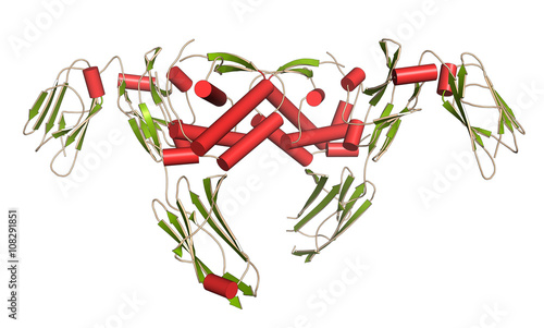 Colony-stimulating factor 1 (CSF-1) in complex with its receptor photo