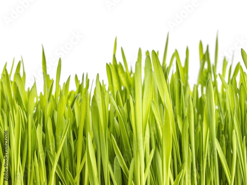 Green grass on white background.