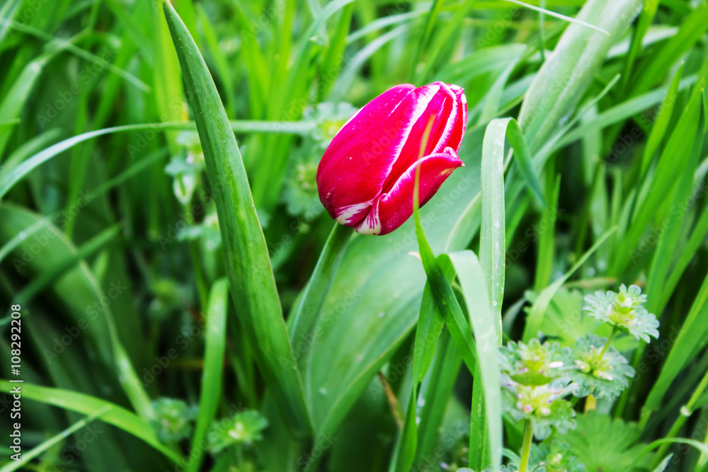 Lonely tulip in the grass Lonely tulip in the grass