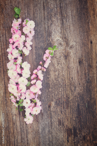 Fototapeta Naklejka Na Ścianę i Meble -  twigs with cherry flowers