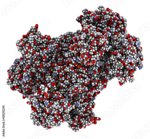 Glucose-6-phosphate dehydrogenase (G6PD) protein.  photo